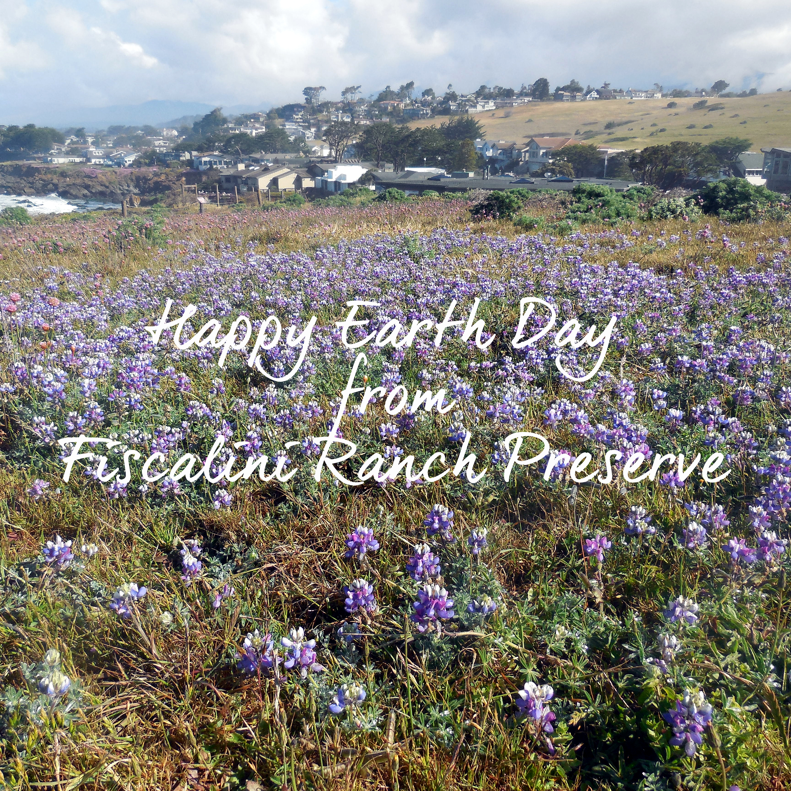 wildflowers on the Ranch